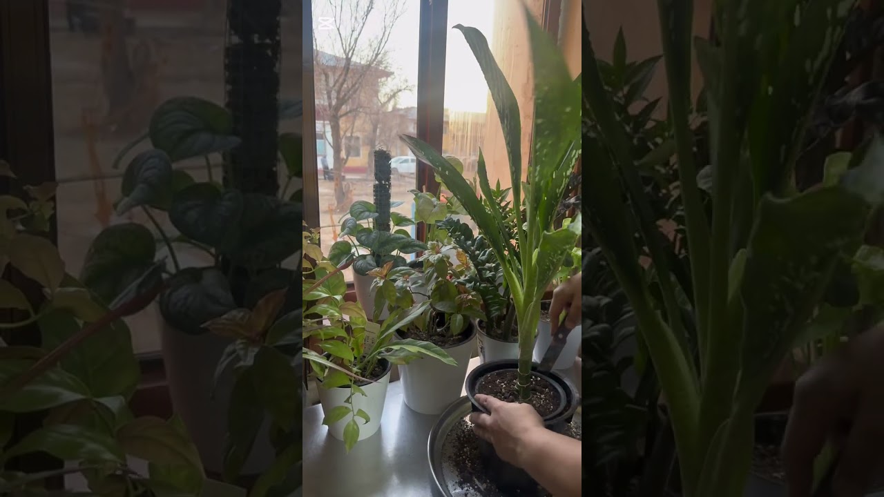 ⸻🌿 Dieffenbachia (Diffenbaxiya drakon) gulini to’g’ri parvarish qilish.