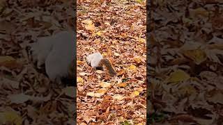 Rare Albino Squirrel Sighting 🥜🐿🥜