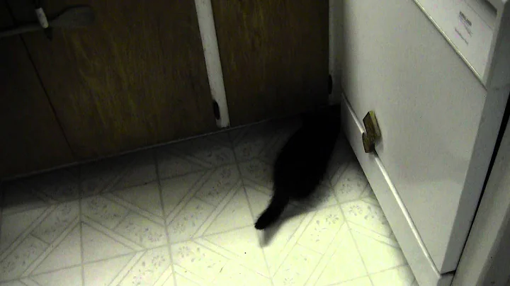 Video 8282131: exotic shorthair black