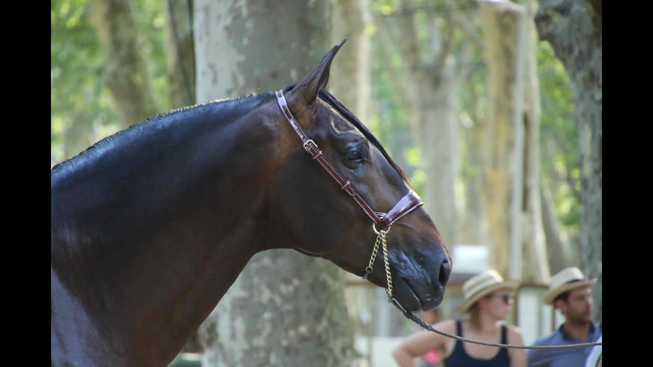 LAS MORERIAS, MEJOR GANADERIA EN CAMPEONATO DE  FRANCIA 2019