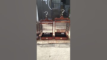 SANGKAR BURUNG LOMBA NO,1,2,3(JOOOS MANTAP)