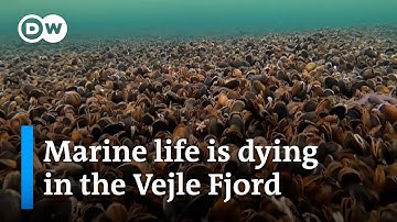 Denmark: The Baltic Sea is running out of oxygen | Focus on Europe