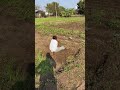 #ruralindia #nature #farmingtraditions #farmanimals #villagelife #farmerstruggle #farming #farmer
