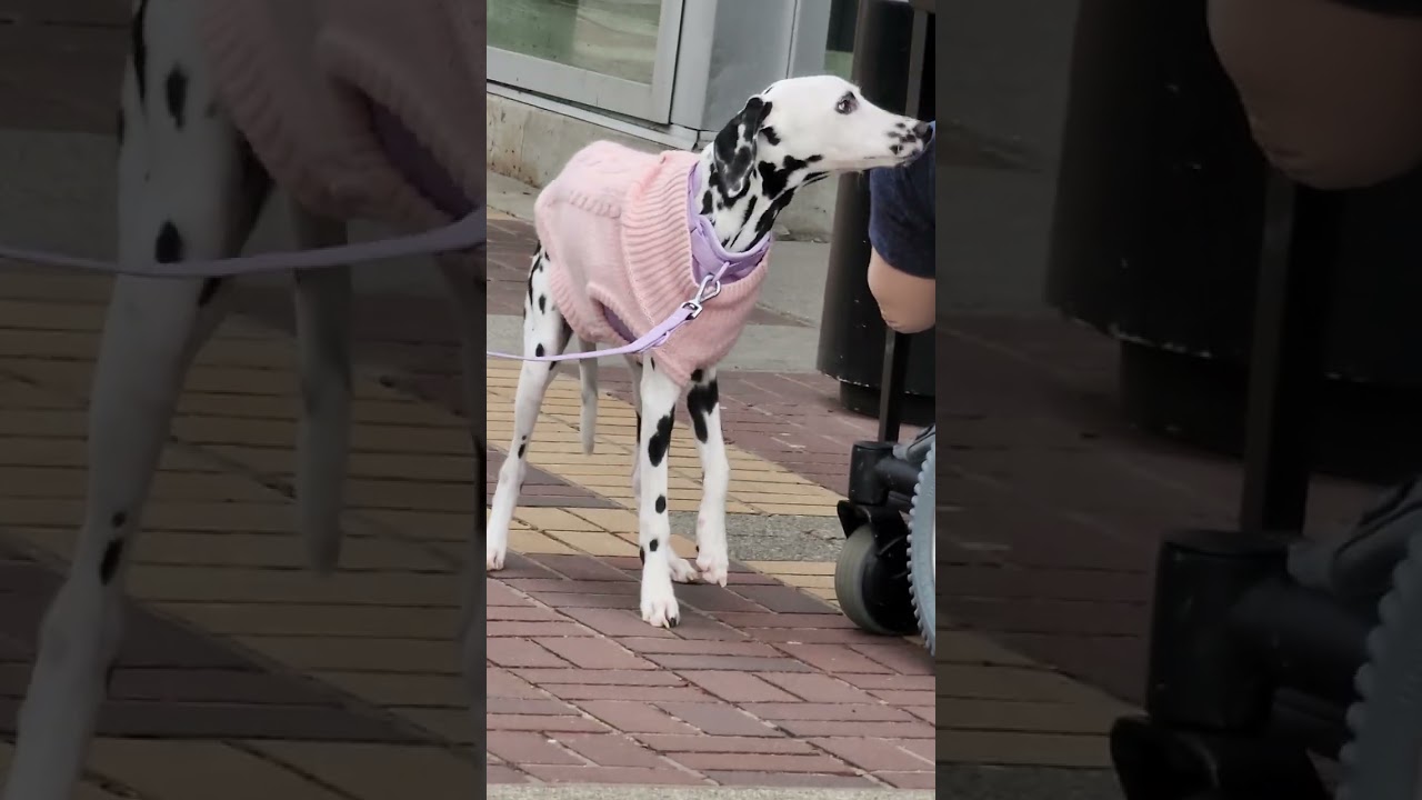 I AM THE TALLEST POLKA DOT DOG
