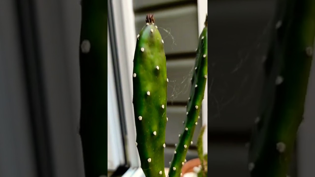 Bain de soleil pour les cactus 🏜️ 