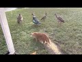 Sabrina eating with ducks and geese