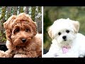 Top 10 Poodle Mixes that Stay Small