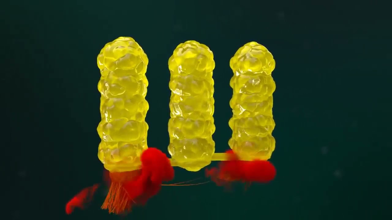 Fonctionnement du système digestif humain