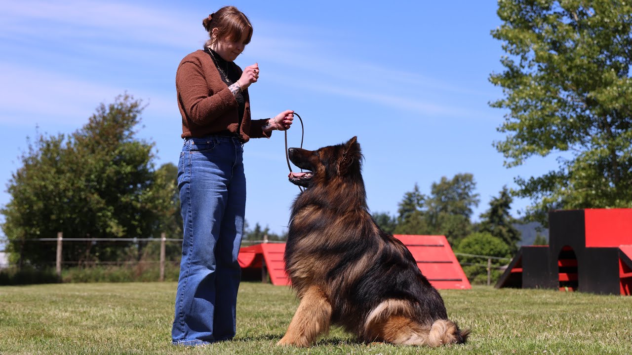 A Woman and Her Gentle Giant in Sync! | Kraftwork K9 Pro