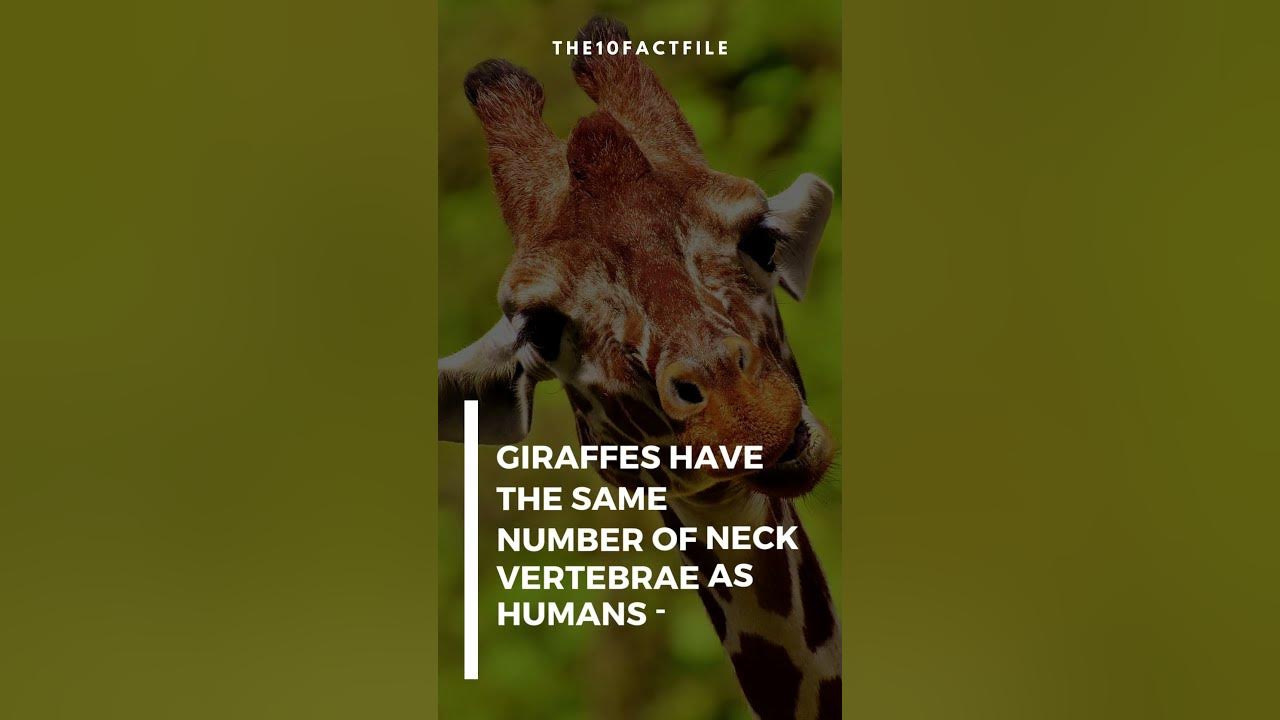 Giraffes are crazy, find out this one weird fact everybody is talking