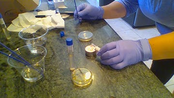 BIO 225 Week 2 Aseptic Technique and Culturing Microbes Part 1