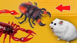 🦂 SCORPION & 🕷 ROACH - Hamster Maze with Traps ☠️ [OBSTACLE COURSE]