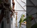 Parrots are feeding