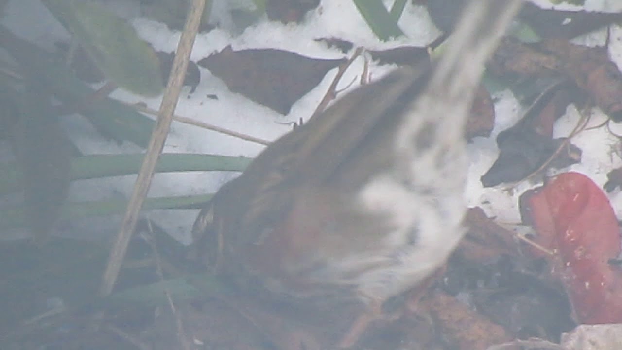 Redwing Bird going crazy for grubs 