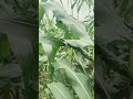 ✅ “Corn Farming in Jalna | 🌽मक्का की खेती की पूरी जानकारी | MSRTCJalna Agriculture Series” #viral