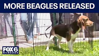 Ridglan Farms beagles: Big Dog Ranch Rescue secures release of remaining dogs | FOX6 News Milwaukee