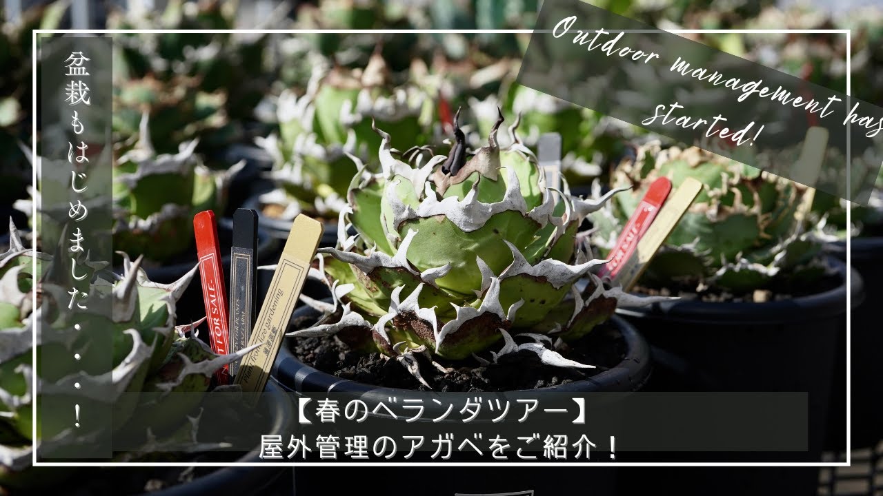 春のベランダツアー】屋外管理のアガベをご紹介！ - YouTube