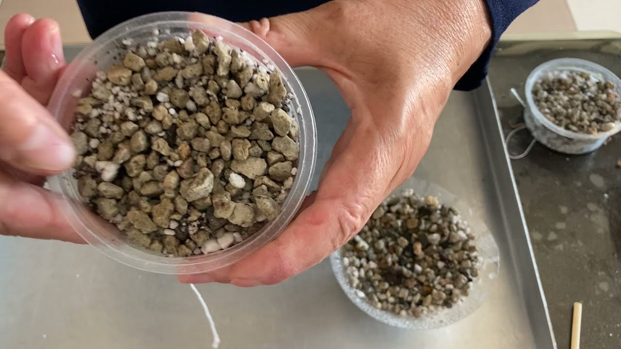 283. Taşa Menekşe Dikimini Nasıl Yaptım? Kışa Hazırlığın İlk Videosu.