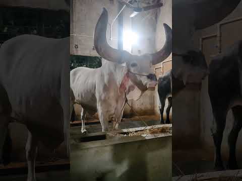 MOST HUGE HORN KANKAREJ OF 2026 FROM PATHAN CATTLE FARM GETTING READY #shorts#viral#trending#reels