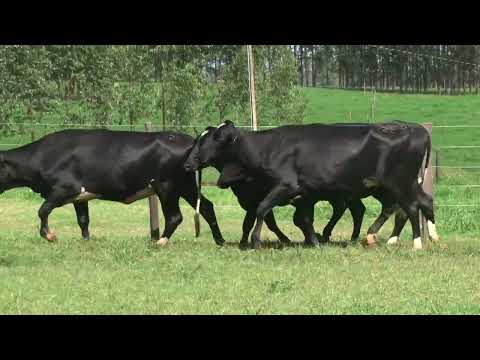 LOTE 222   21º LEILÃO SANTA LUZIA   LEITE COM RAÇA🥛🐄