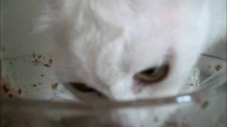 Hungry Mother Cat [Original] [Normal speed] by Osama Aljassar 47,435 views 12 years ago 2 minutes, 46 seconds