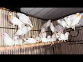 Red Eye Albino Personata Lovebirds