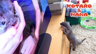 カワウソコタローとハナ　新しいテレビでYouTubeを見せてみた！　Otter Kotaro&Hana Watch Youtube on New TV
