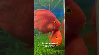 Breeding pair oscar and red parrot fish(19/8/25) #oscar #parrotfish #breeding ##oscarfish #redparrot