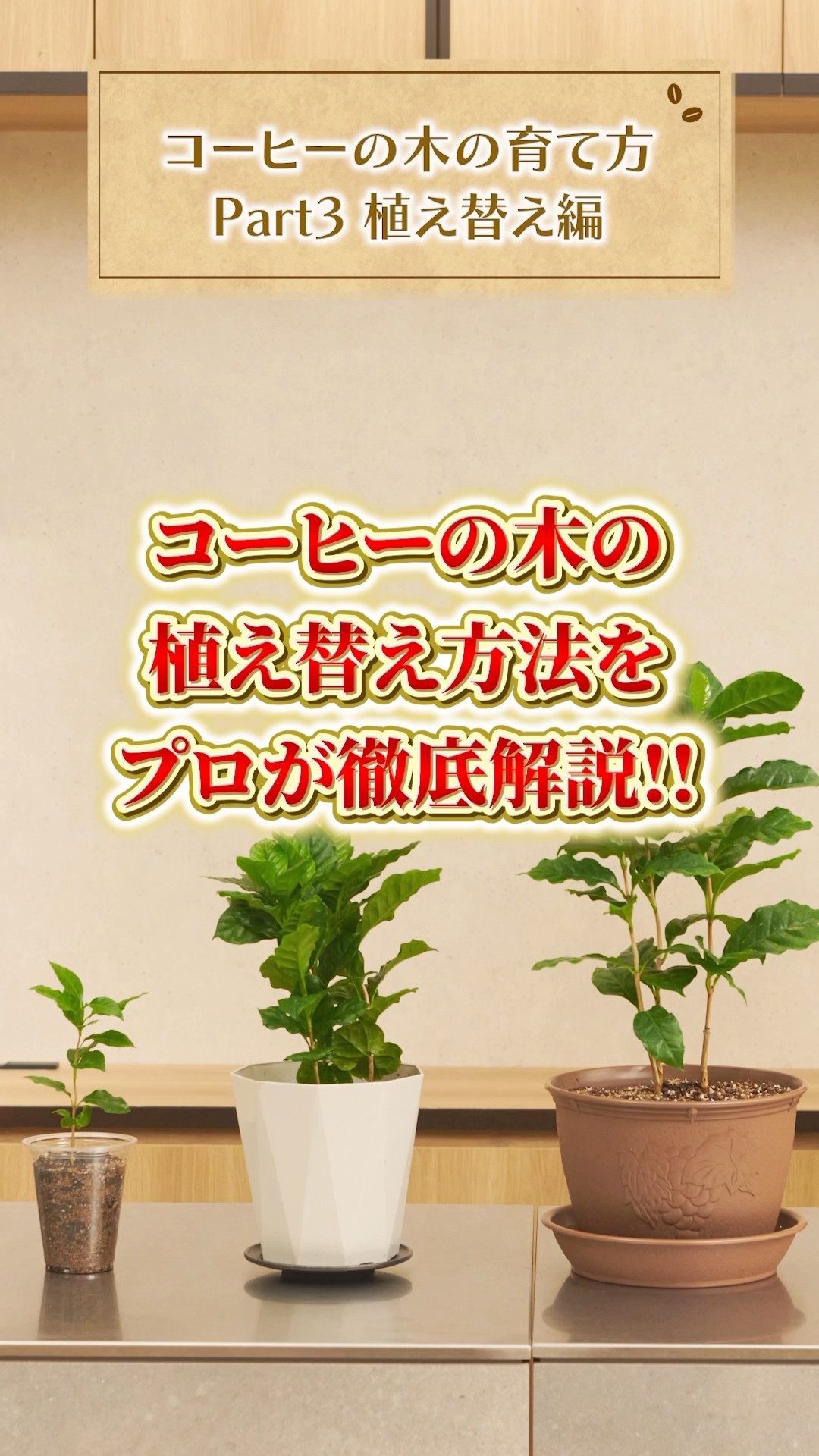 Replanting coffee trees] A thorough explanation by a professional