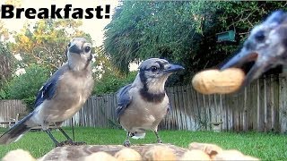 OH My - The Noise - 14 Blue Jays for Breakfast Peanuts! A bumper crop of babies means a record number of Backyard Blue Jays in 
