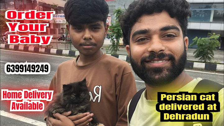 Watch the video about 🤩DEHRADUN PERSIAN CAT DELIVERED • HOME DELIVERY DEHRADUN • TRIPLE COAT BABY AVALIABLE #cat #pets