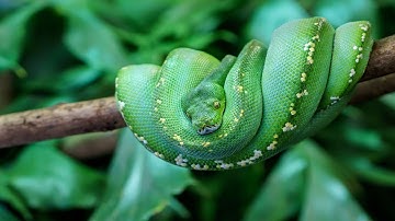 GREEN TREE PYTHON #Morelia viridis