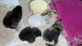 Au ieșit primii pui de araucana din incubator iar gâștele încep să se adapteze. Viața la țară.