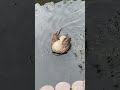 痒いのかな？みんなこれやってる^_^ #カルガモ親子 #animals #shorts #shortvideo