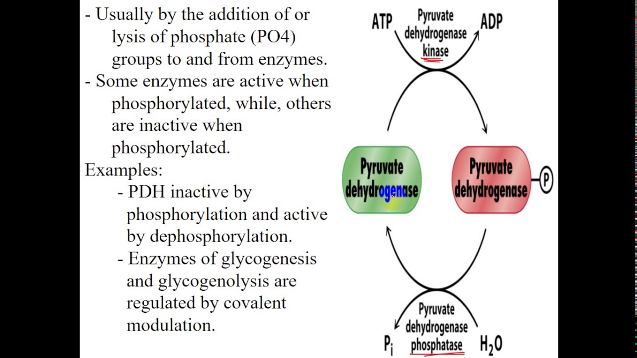 Biochem - dr.sameer -- Enzyme Regulation