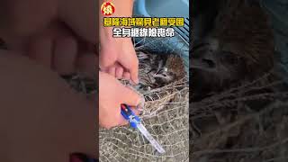 基隆海域驚見老鷹受困　全身纏線險喪命｜#全民話燒