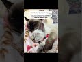 cat owners definitely need this #cat #catlover #catmom
