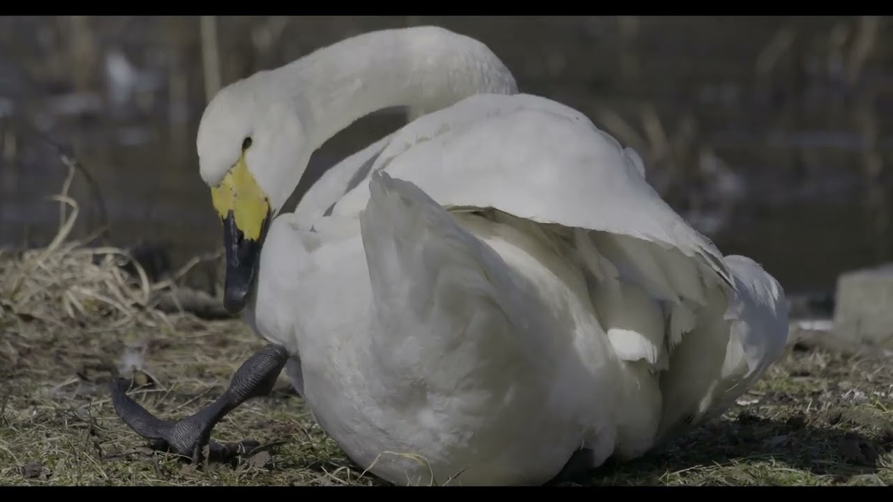 Hyoko Weekly 2026 02 22 No1