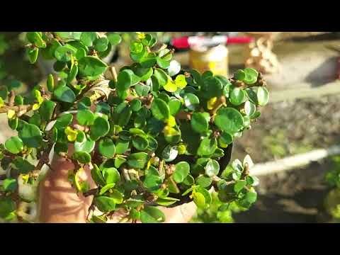Video (Bonsai 740) 2 sam núi giá 200k bao ship ( sđt 0335... - youtube