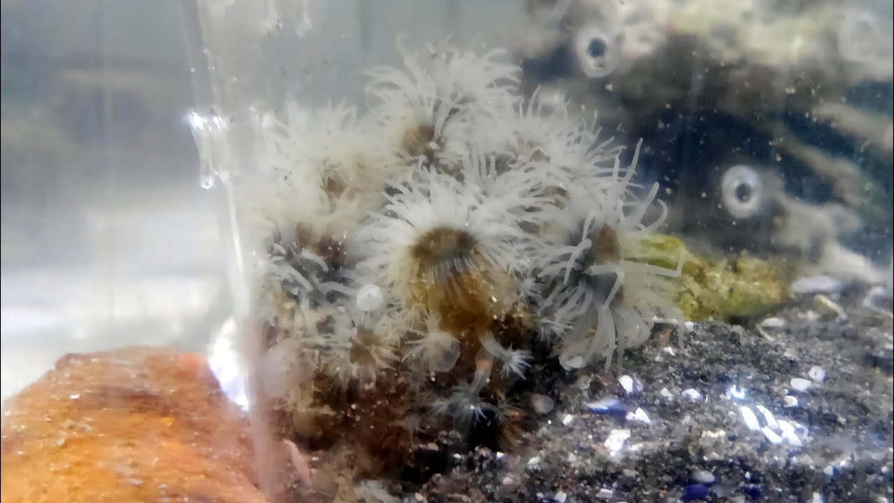 イソギンチャクの一種 A Kind Of Sea Anemone 浦安水辺の生き物図鑑 Youtube