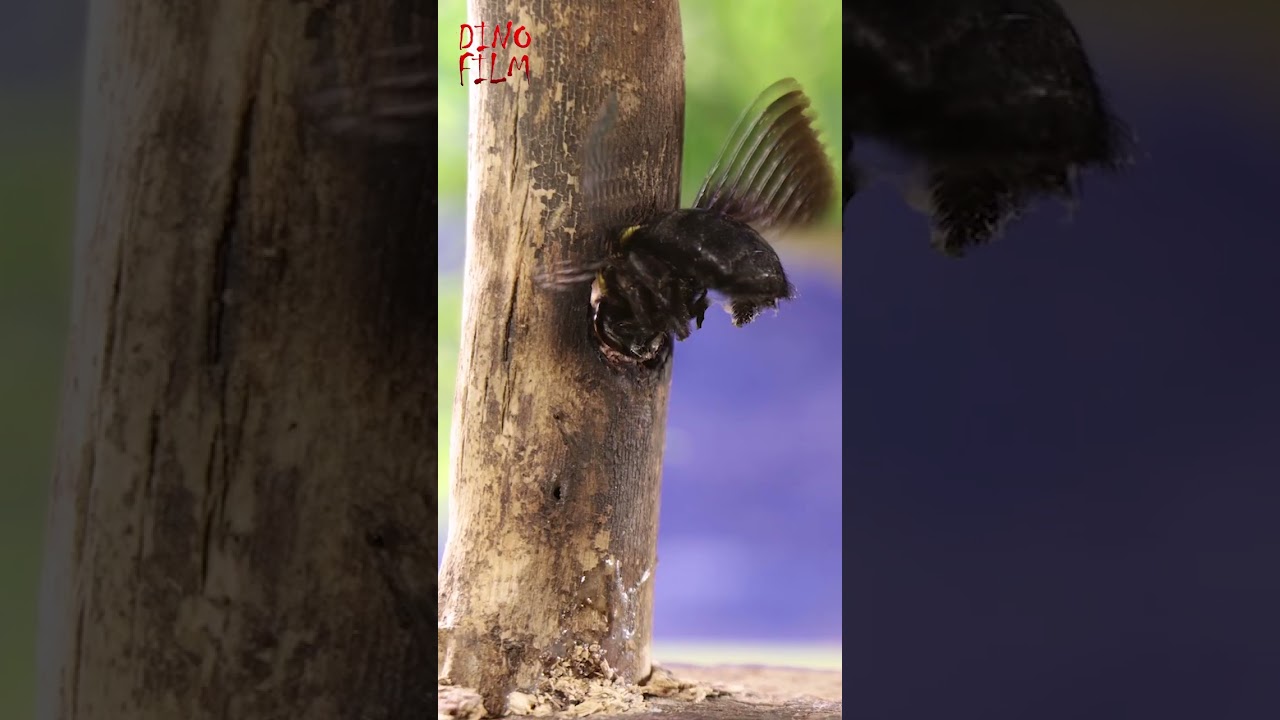 Funny Stop Motion Video- Bumble Bee in Fun- Dinosaurs 