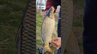 Carp Catch Moment Chiroiu 2 Lake #carpfishing #monstercarp #fishing #carp #fishinglife #outdoors