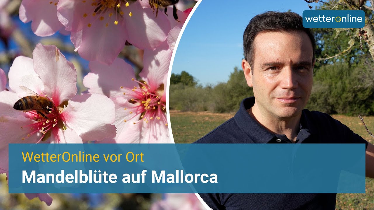 🌸 Beginn der Mandelblüte auf Mallorca bei fast 25 Grad