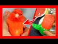 ✅ 3 TRUCOS PARA PIGMENTAR CANARIOS | Pigmentación de canarios