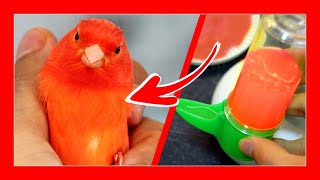 Kanaryaları Boyamak Için 3 Numara Kanarya Pigmentasyonu