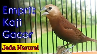 the sound of the bondol sparrow, gacor, natural pauses and the sound of rain