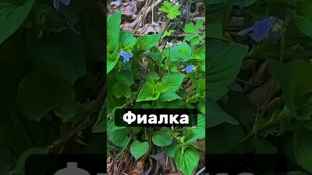 Какие болезни лечит фиалка? - YouTube