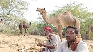 ऊंट का लाइव सौदा सांडवा पशु मेला 2025 || सांडवा पशु मेला 2025 || shandwa pashu mela 2025