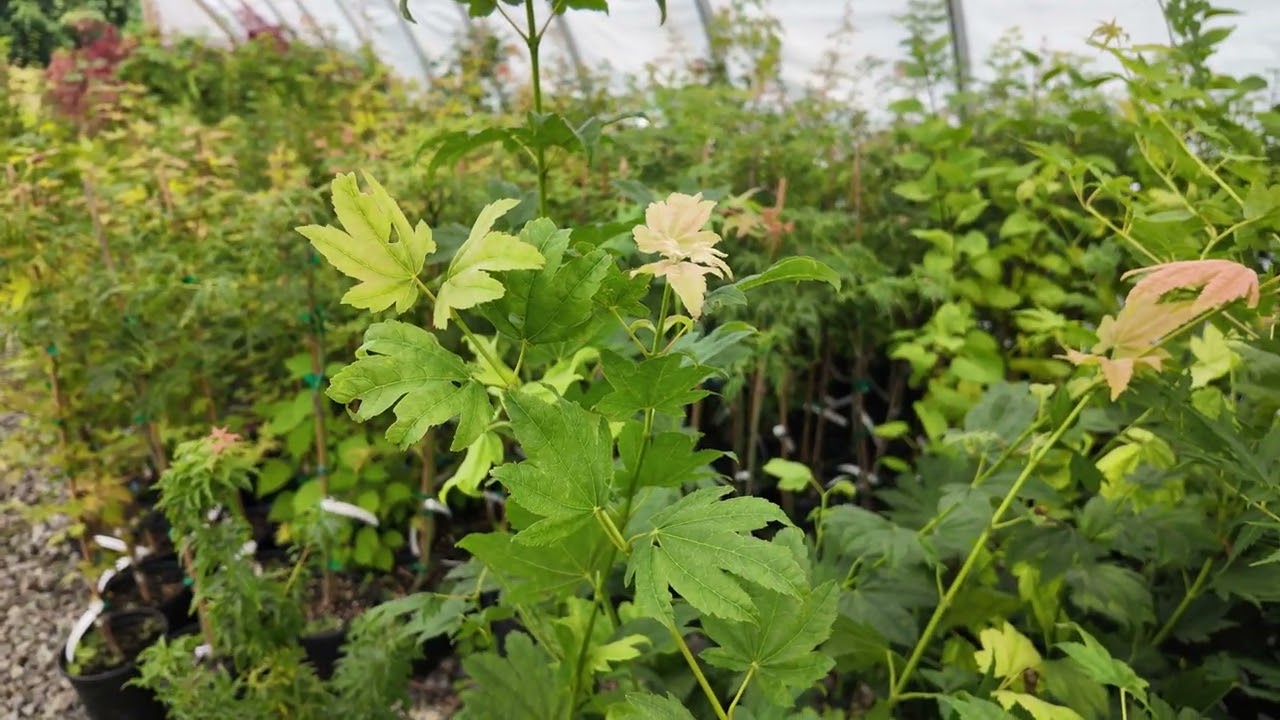 Japanese Maple Cultivar Diversity and Characteristics