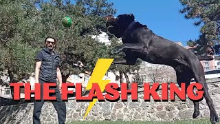 THE FLASH KING / CANE CORSO